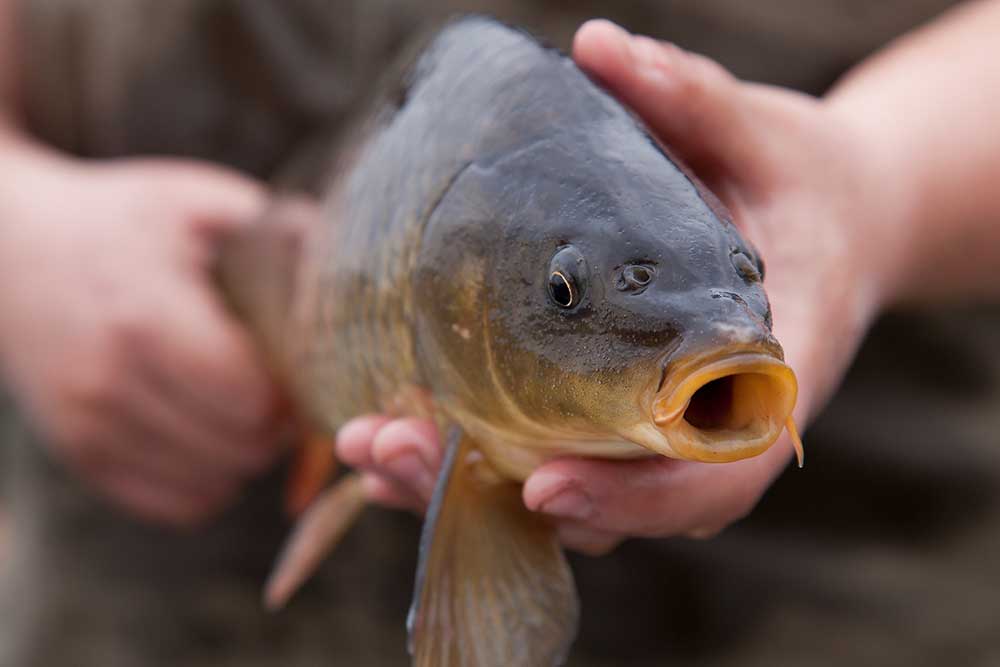 Gathering data on spawning carp in Kohlman Creek, Maplewood, Minnesota.