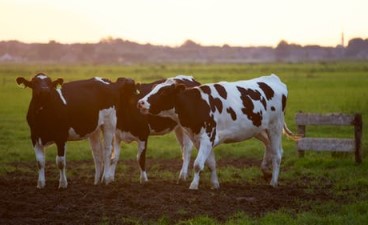 Three cows play together in a pasture.