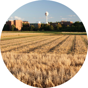 Field on U of M Saint Paul campus.