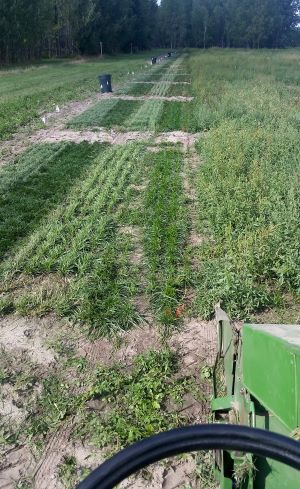 North Central Research and Outreach Center forage harvest.