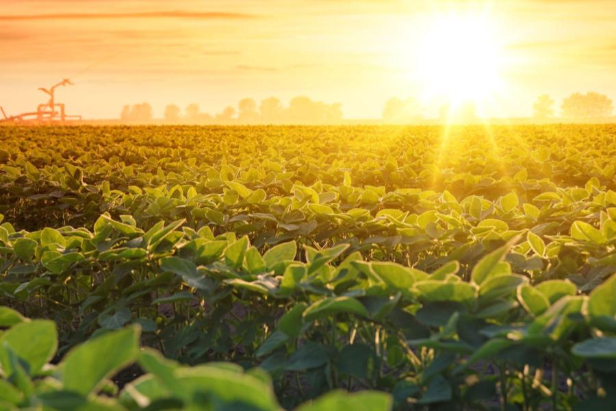 Soybean field on a sunny day.