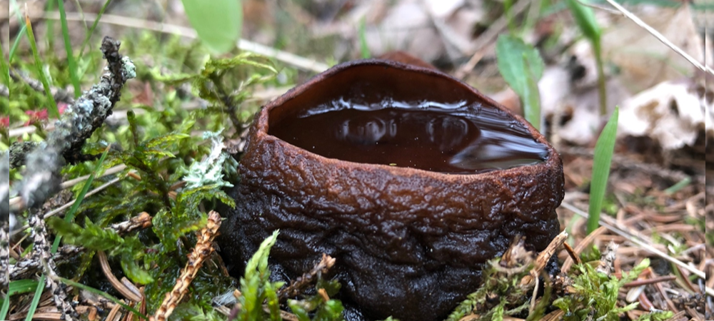 Witches cauldron mushroom