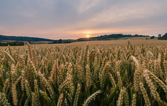 Field with sun in background.