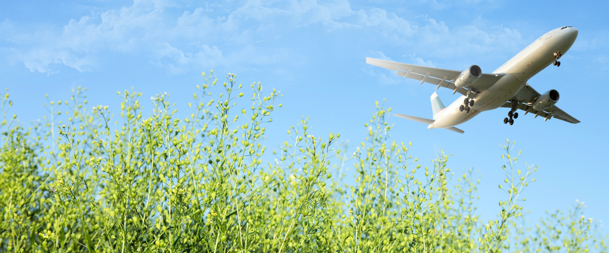 Jet and winter camelina crop