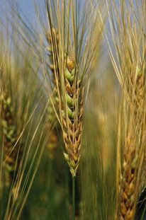 Wheat infected with FHB