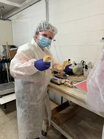 Student in lab ppe holds and weighs two chicks