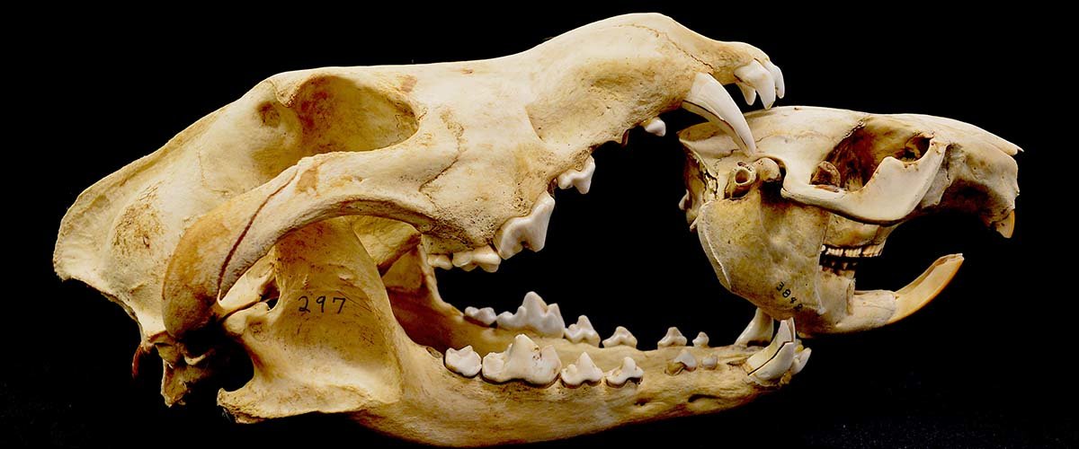 A wolf and a beaver skull. Photo by Joseph Bump.