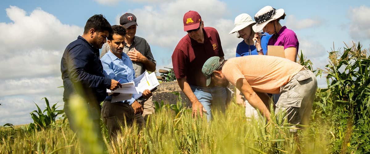 A group of people inspect wheat gene cassettes in the field.