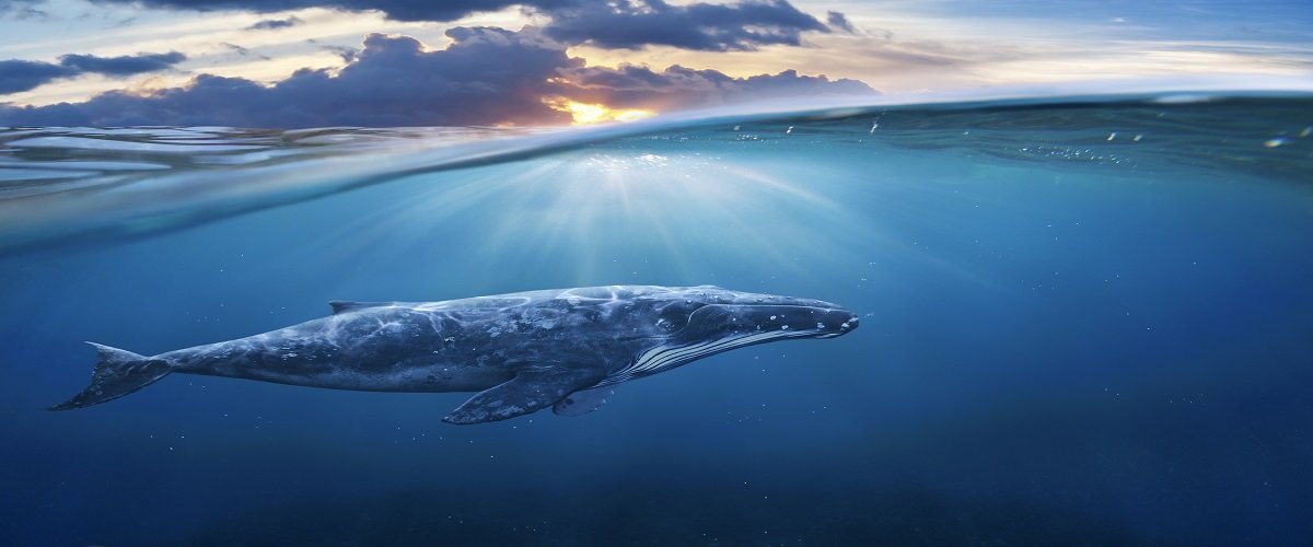 Gray whale swimming in the ocean.