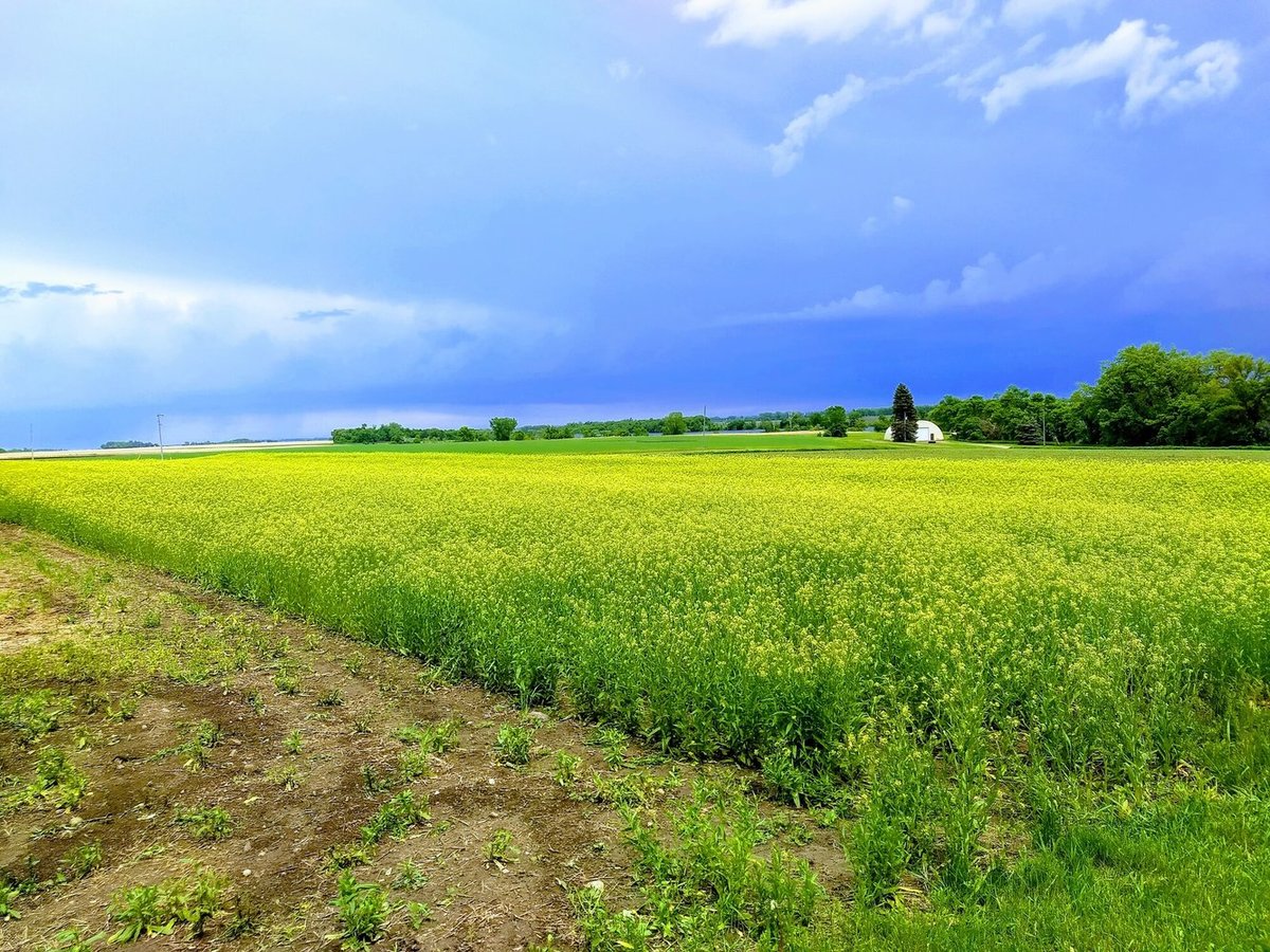 Field of camelina.