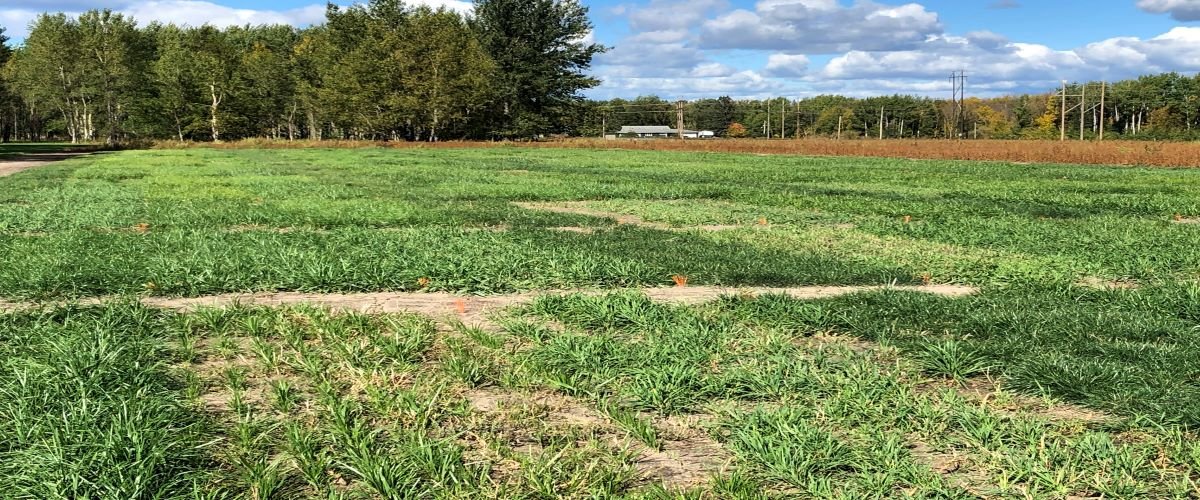 North Central Research and Outreach Center forage plot.