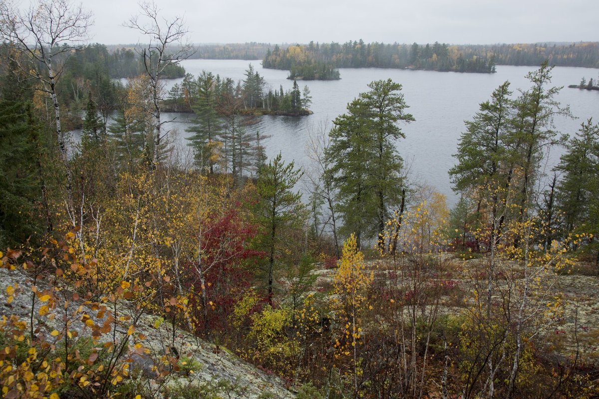 Trees and lake.