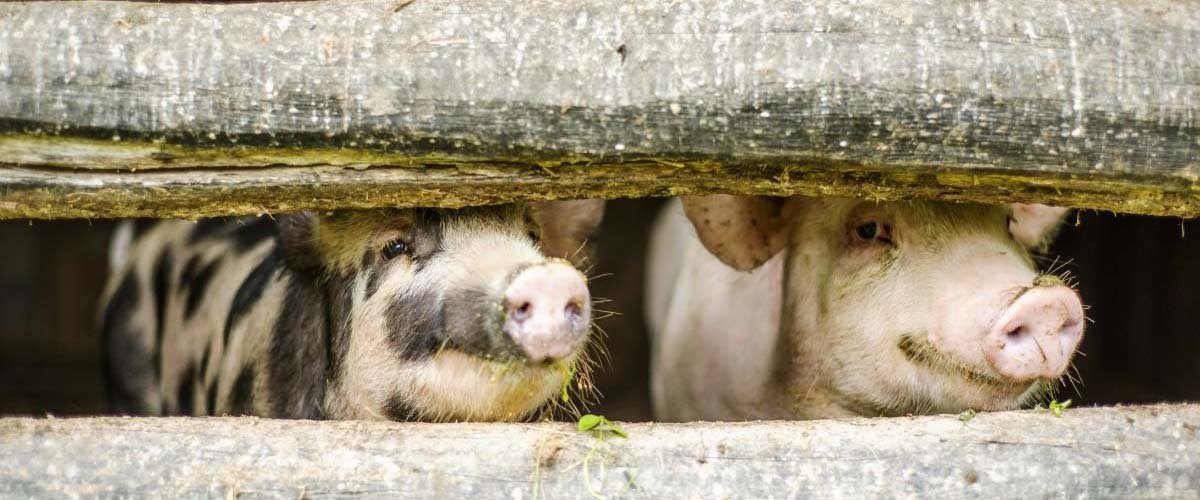 Two pigs with their noses poking out of their pen.