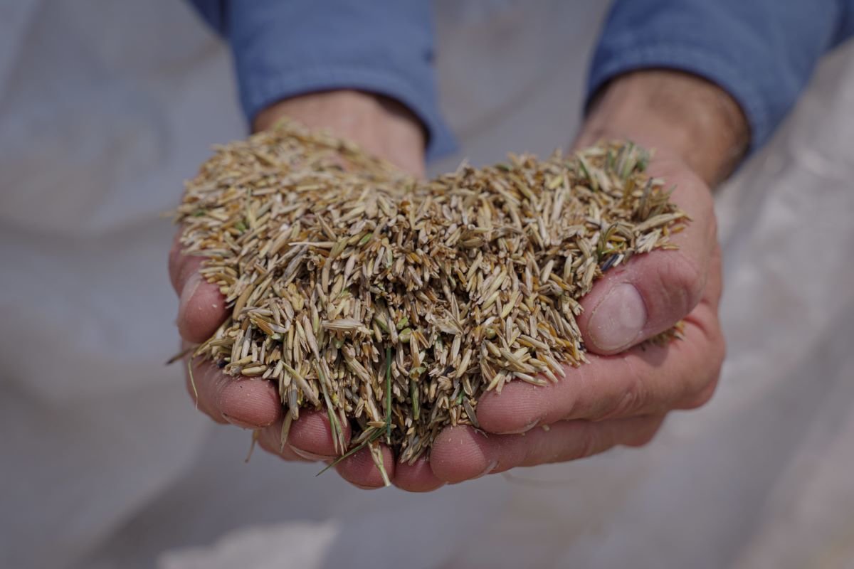 Hands holding Kernza grain.