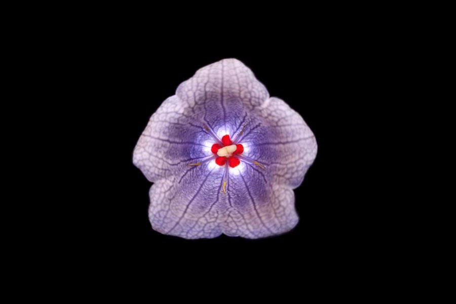 Backlit Nesocodon mauritianus. Credit: Rahul Roy and Clay Carter.