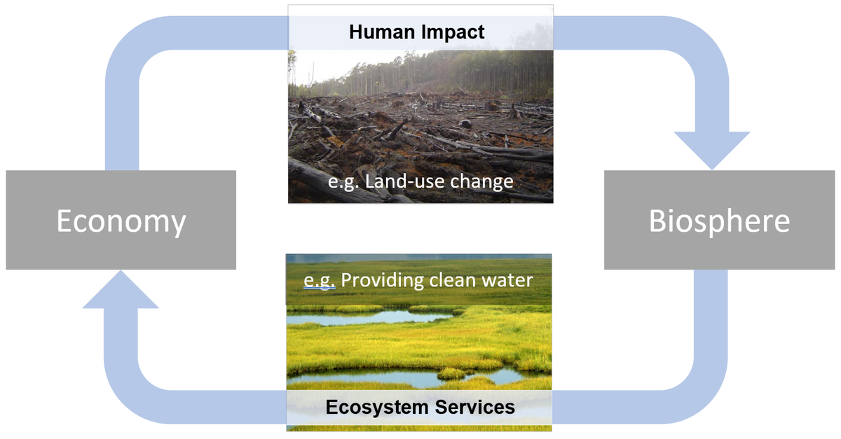 Economy and biosphere model.