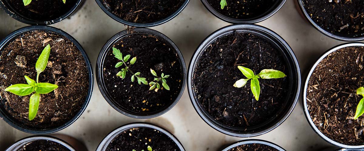 Tomato plants just beginning to grow in pots. 