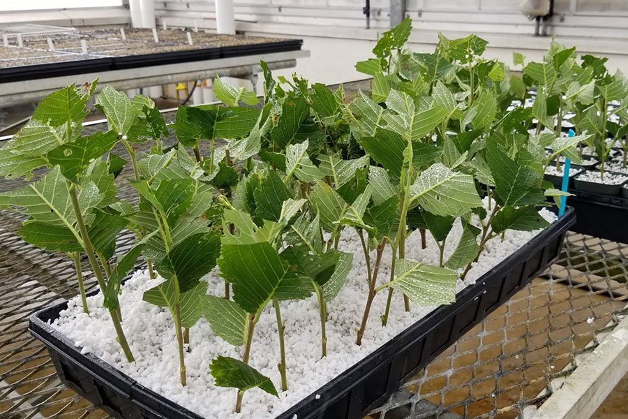 Elm cuttings.