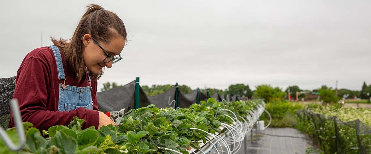 Kate Fessler trimming table top strawberries.