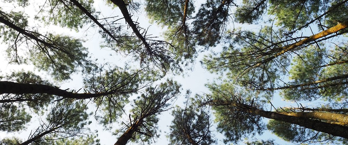 A look up at the sky through trees.