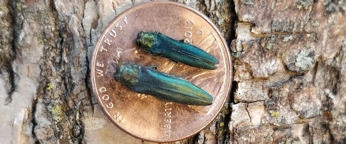 Two Emerald Ash Borer Beetles on a penny.