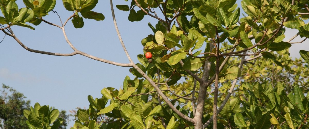 A photo of a cashew tree; photo by Bernt Rostad