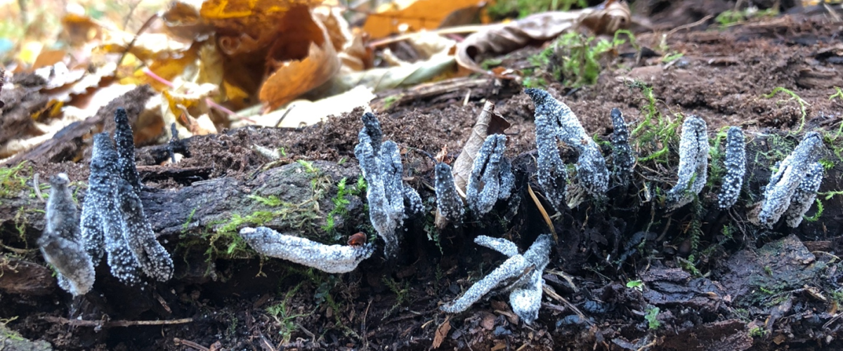 Dead Man's Finger mushrooms