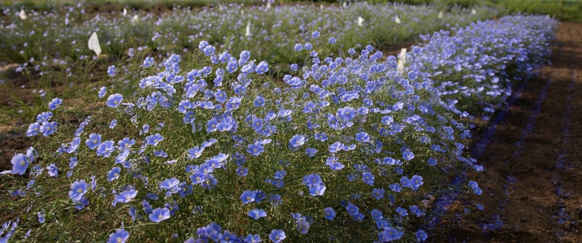 A row of perennial flax covered in light blue/purple flowers stretches into the distance. Other rows are visible in the background.