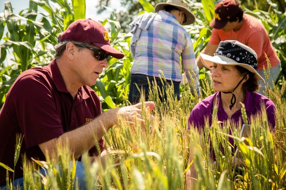 Two people inspect wheat gene cassettes while out in the field.