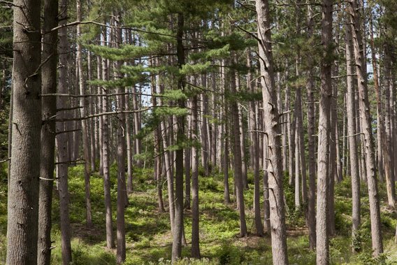 Trees at the Cloquet Forestry Center.