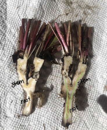 A cross section of a dandelion plant's stems and roots.