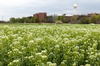 Field of pennycress.