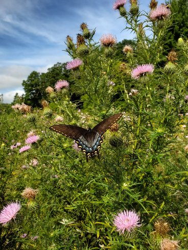 A butterfly in a prairie.