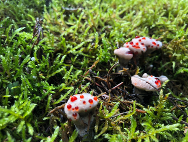 Bleeding Tooth Mushroom