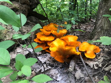 Jack O'Lantern Mushrooms