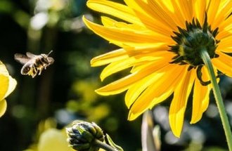 a bee flies toward a yellow flower.