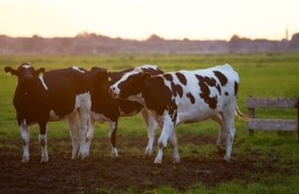 Three cows play together in a pasture.