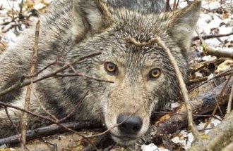 A wolf lays its head against some branches at Voyageurs National Park.