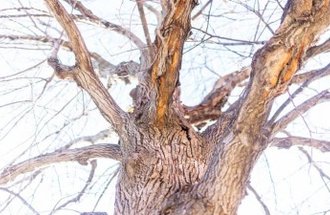 An American elm tree without any leaves.