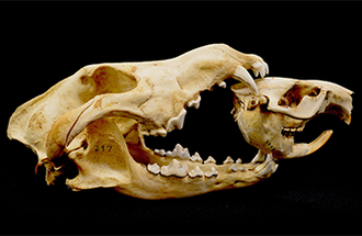 A wolf and a beaver skull. Photo by Joseph Bump.