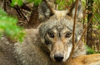 A wolf with yellow eyes sits in a forest.