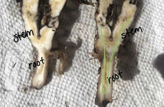 A cross section of the stems and roots of a dandelion plant.