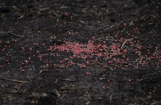 Pellets of fertilizer sit on top of the soil.