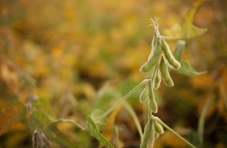 light green soybeans in a field.