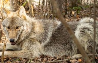 A gray wolf lays down on the forest floor.