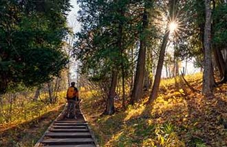 A person walks on a wooden path through the forest.