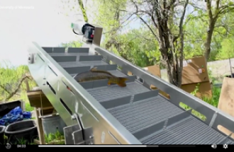 A gray conveyor belt lifts carp out of the water and onto land to be sorted.