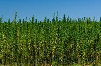 Hemp plants growing in a field.