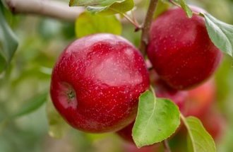 Two glossy, red apples are growing on a tree.