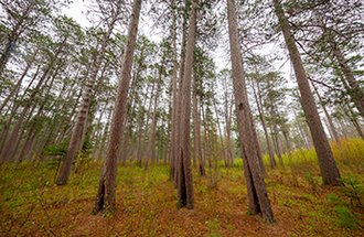 Cloquet Forestry Center trees.